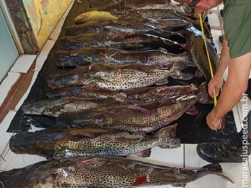 Operação Piracema: força-tarefa prende cinco pessoas e apreende 300 kg de pescado ilega
