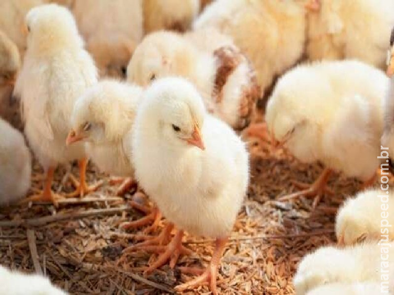 Peru escolhe empresas de Água Clara para fornecer material genético animal 