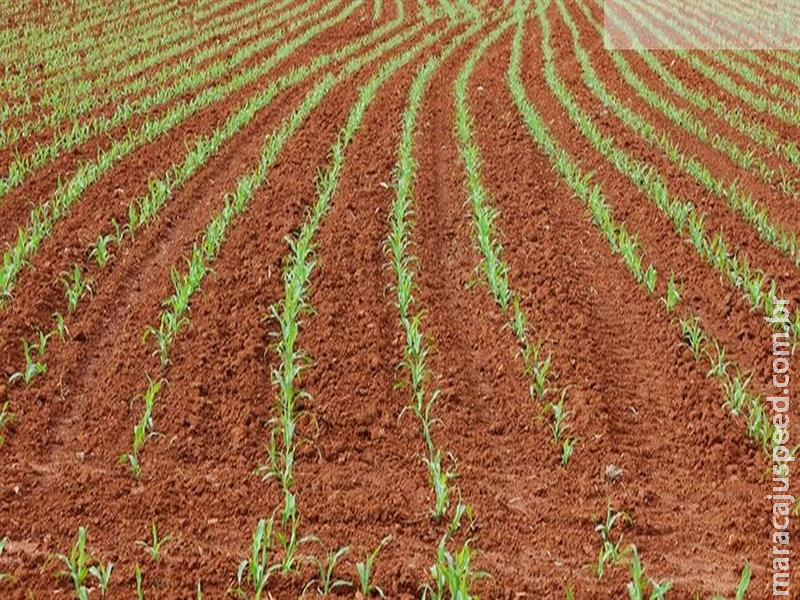 Planejamento do milho de inverno começa na colheita da soja