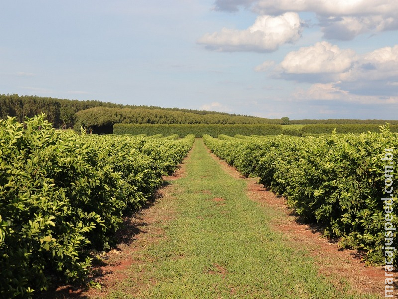 Prazo para entrega de relatório que protege expansão da citricultura em MS termina em 15 de janeiro