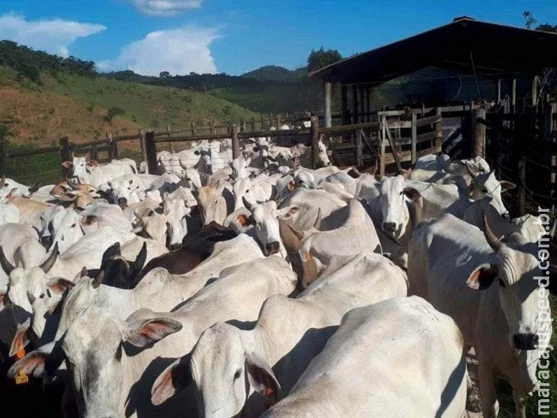 Preço da carne deve subir com menor oferta de animais no mercado