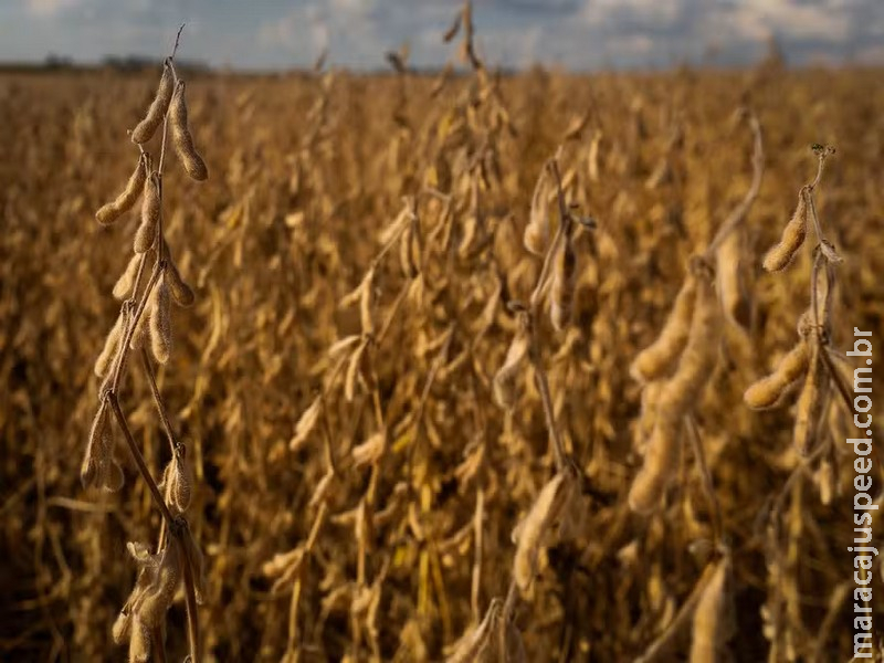 Preço da soja despenca no Brasil após pressão de oferta
