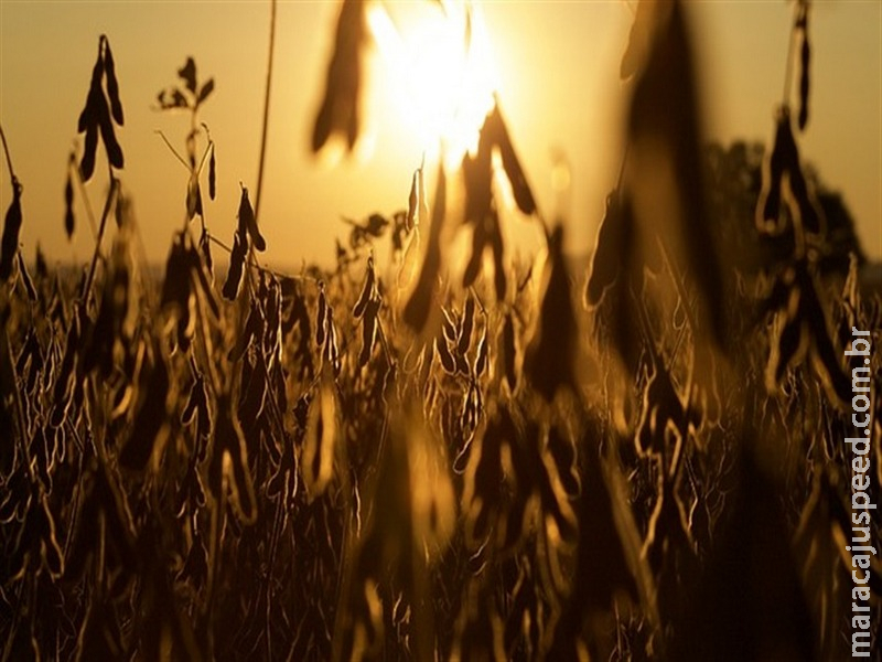 Soja recua em reais e aposta na demanda externa