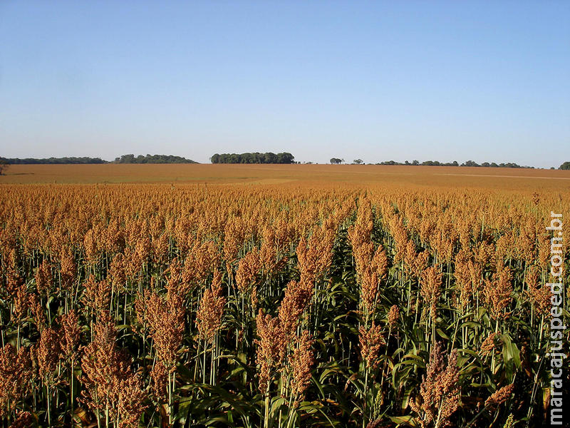 Sorgo avança no calendário agrícola e pode ser destaque da safrinha, revela levantamento da Conab