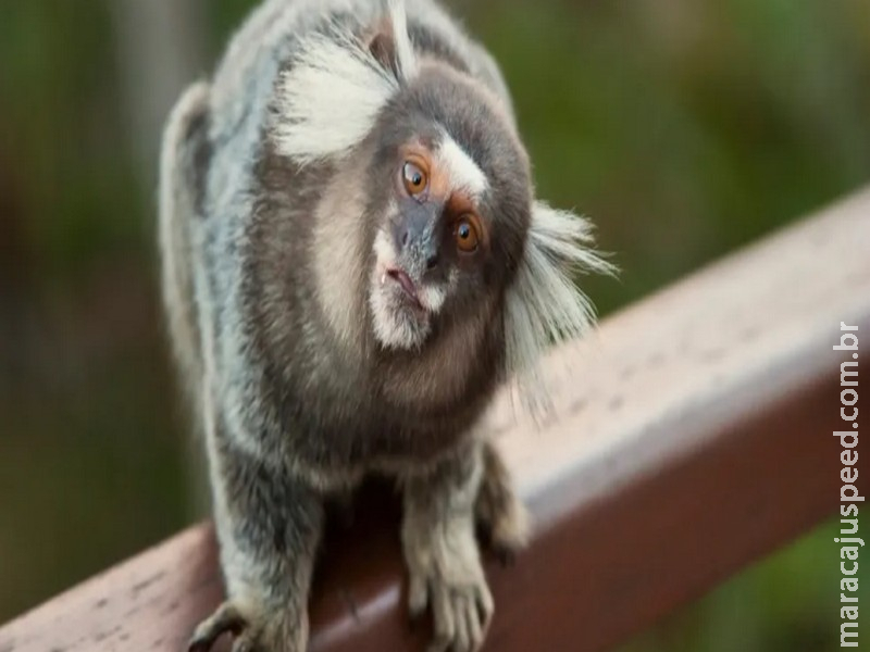 Ter um macaco de estimação no Brasil não é tão caro, mas exige um documento obrigatório