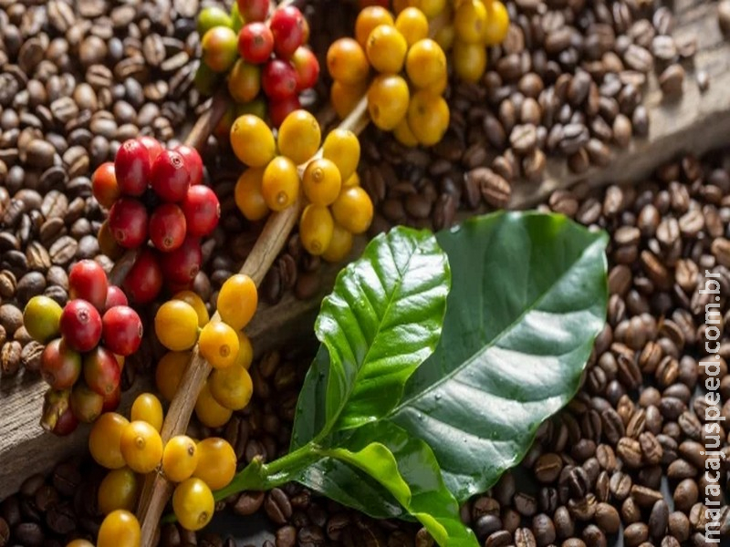 Brasil rumo ao recorde: Safra de café 2026 caminha para superar os 70 milhões de sacas e redesenhar o mercado global