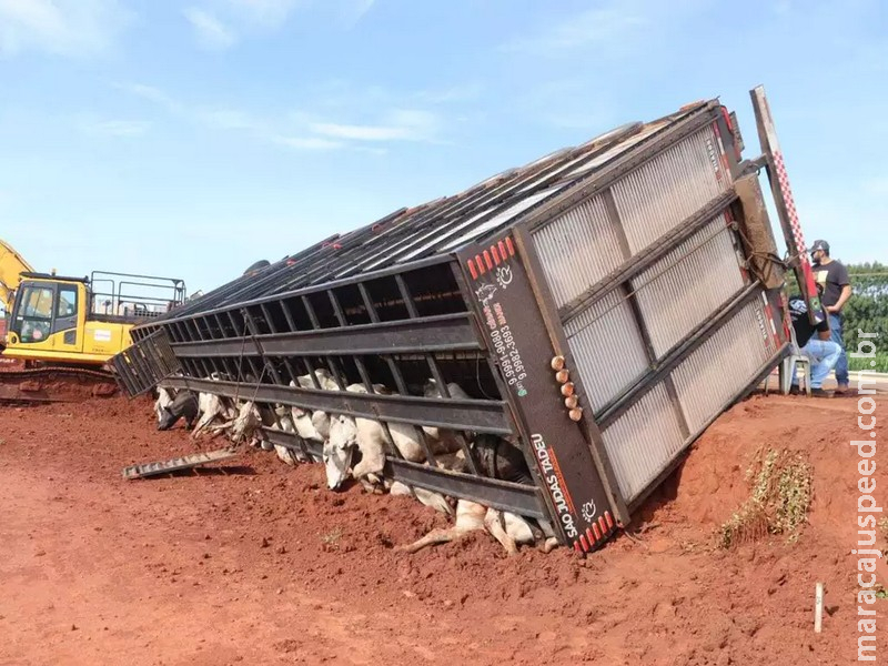 Carreta com 40 bois tomba em trecho de obra na BR-163 e mata 10 animais