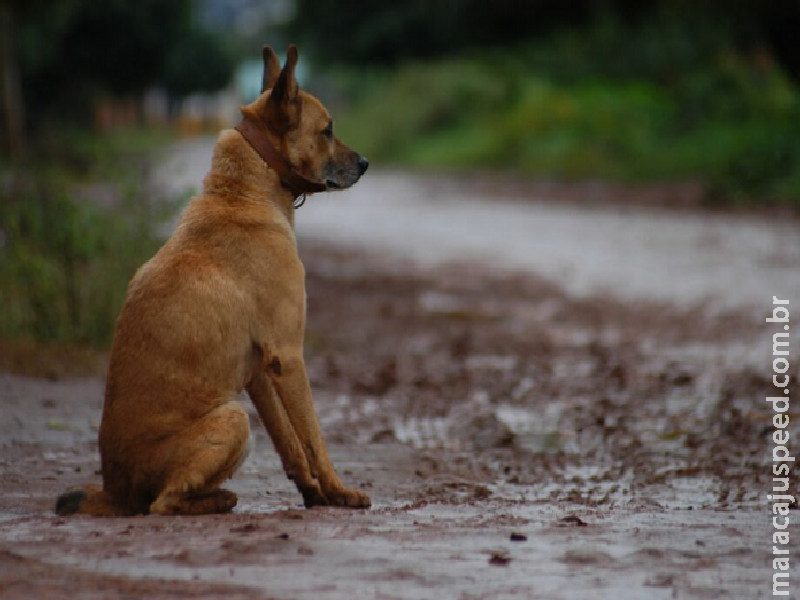 Caso Orelha: MS teve 18 mil casos de maus-tratos contra animais em 2025
