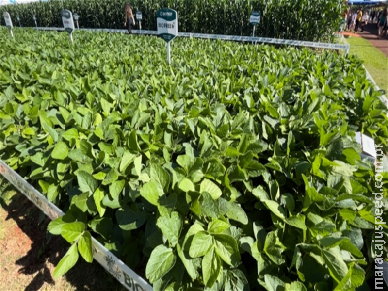  Chuvas aliviam estresse da soja no Rio Grande do Sul