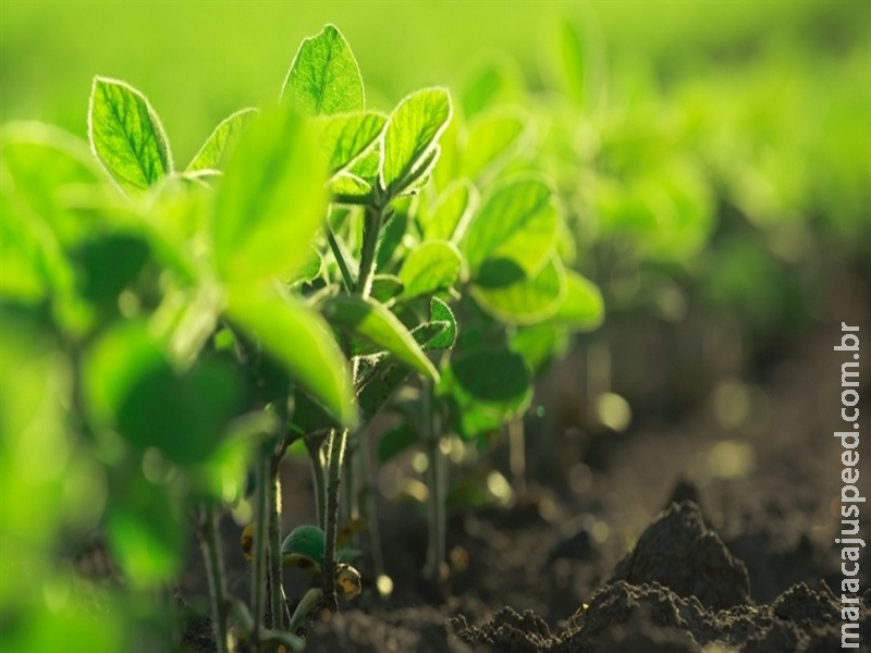  Clima e demanda movimentam mercado agrícola