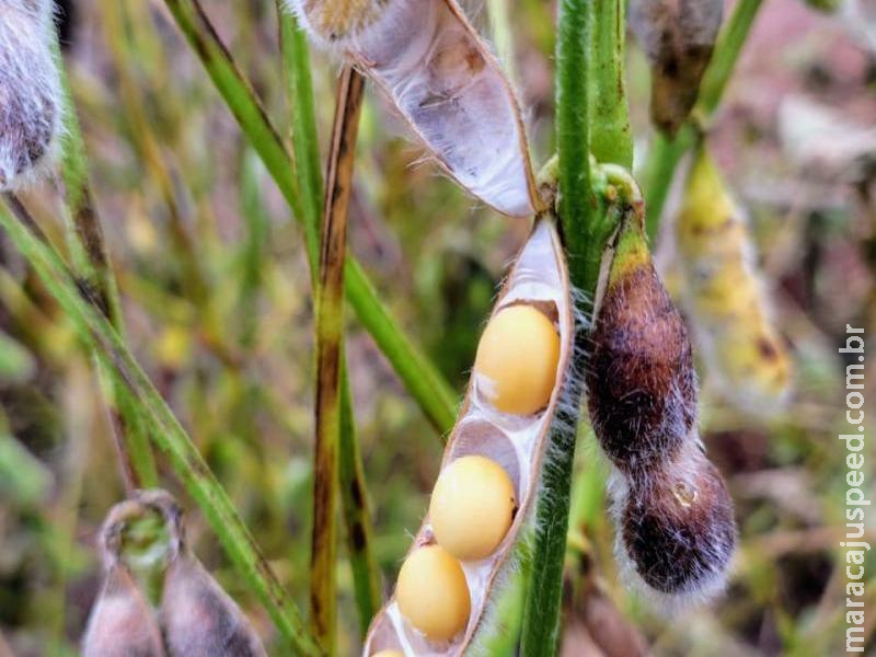 Colheita da soja avança em Mato Grosso do Sul e já alcança 27,7% da área acompanhada