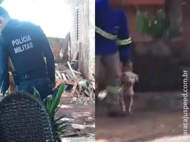 Com fiança, Justiça manda soltar homem acusado de espancar cadela em Douradina