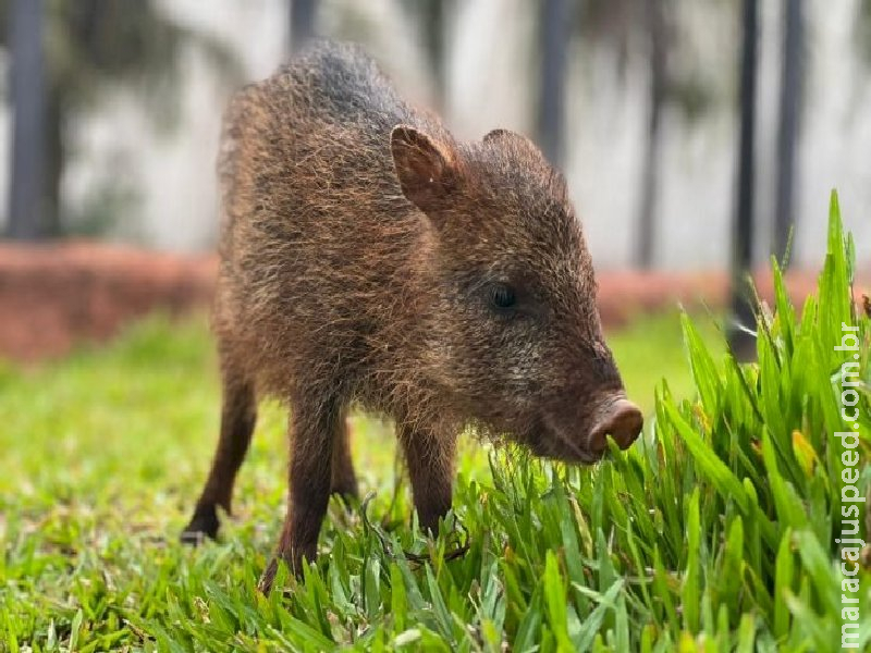 Conheça Flora, fêmea de cateto que não pode voltar à natureza e encontrou no Bioparque Pantanal um novo lar 