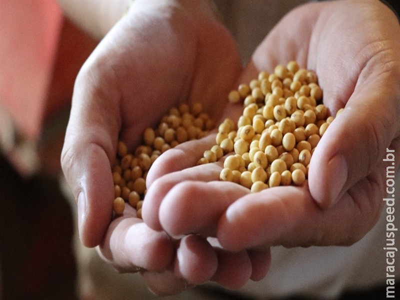  Exportações de soja têm alta em janeiro de 2026
