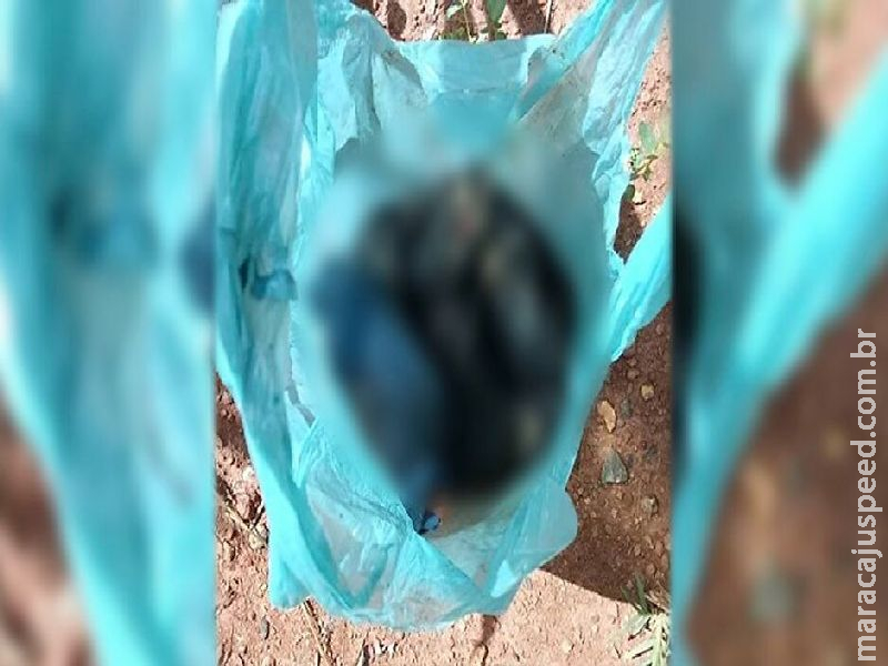 Filhotes são encontrados abandonados em sacola plástica em São Gabriel do Oeste