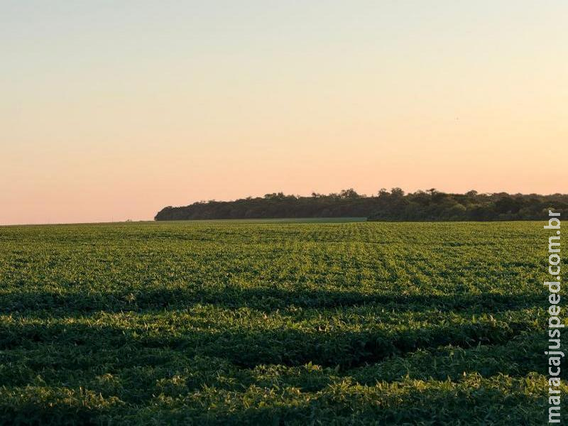 Mato Grosso do Sul ganha destaque internacional com agricultura regenerativa tropical