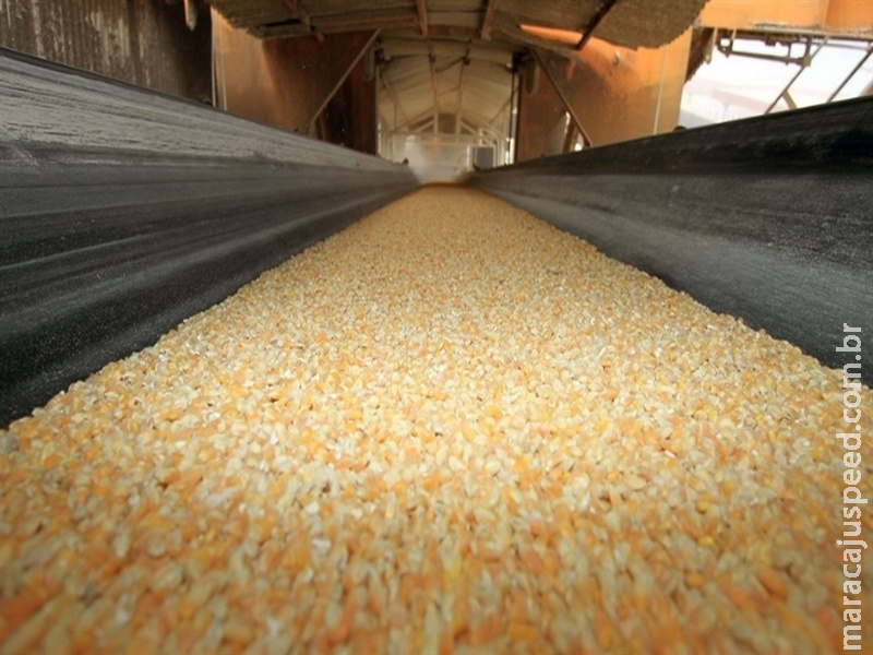  Milho recua na B3 com dólar em baixa