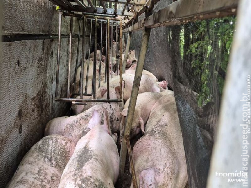 Motorista desvia de buraco, tomba carreta e porcos morrem na BR-163, em Campo Grande  
