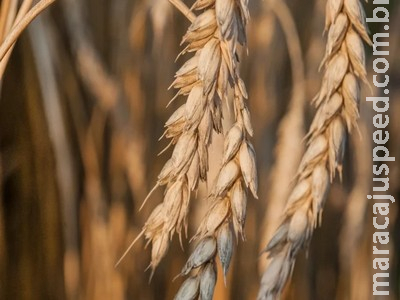 Nova safra de trigo do Brasil deverá ser desafiadora, com concorrência no campo e pressão internacional no mercado