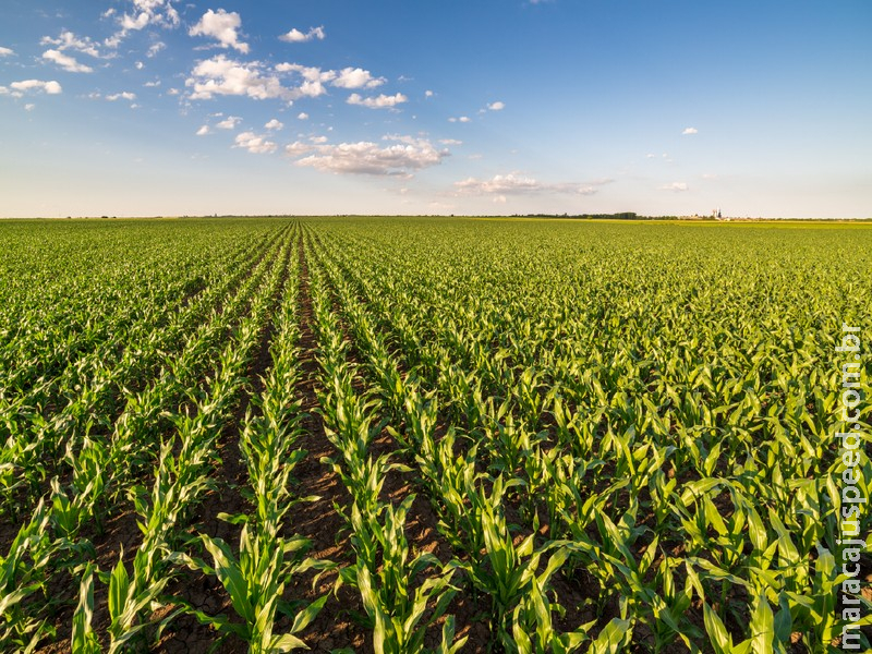 Nova tecnologia agrícola atua como uma “vacina” e reduz os efeitos dos estresses nas plantas
