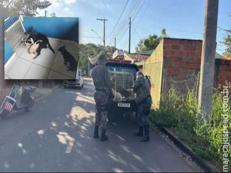 Pedreiro é alvo de investigação por maus-tratos a 6 cães; Uma é lactante com 3 filhotes