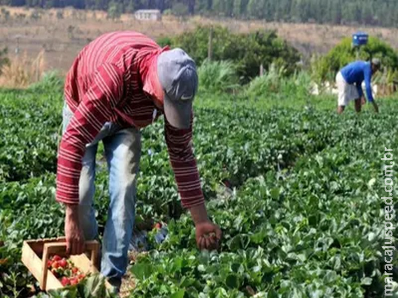 Plano Safra 2025/2026: crédito rural empresarial cresce 6% e soma R$ 316,57 bilhões