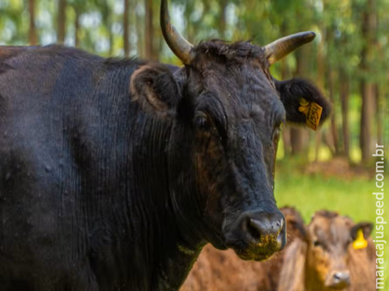 Raça Wagyu cresce no Brasil em busca do mercado de carnes nobres