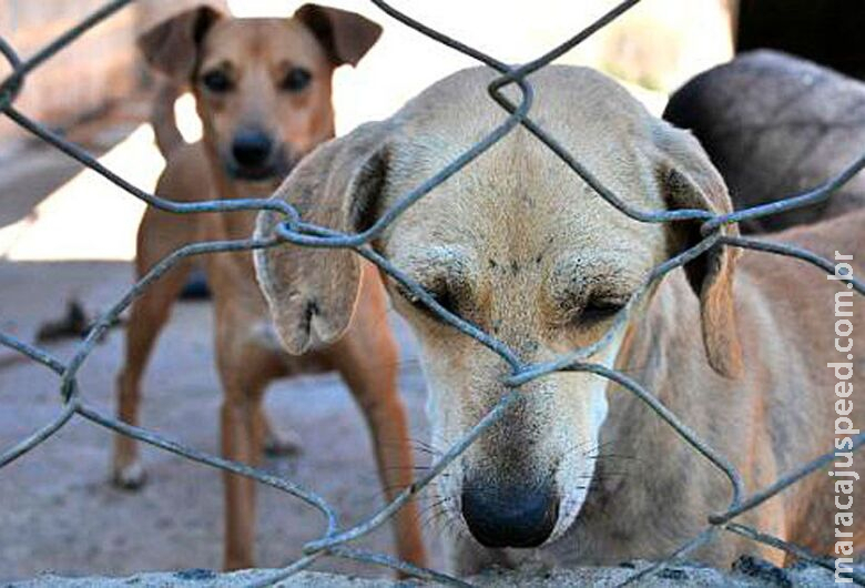 Senadores querem endurecer punição para maus-tratos a animais
