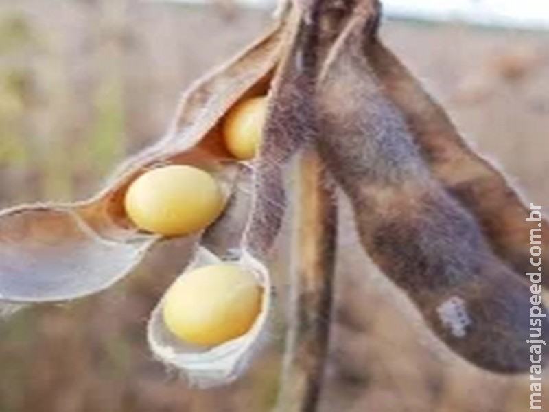 Soja realiza lucros em Chicago nesta 4ª feira, após disparada na sessão anterior