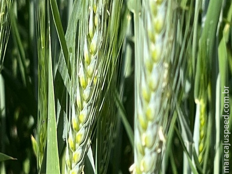  Trigo recua com melhora nas condições climáticas