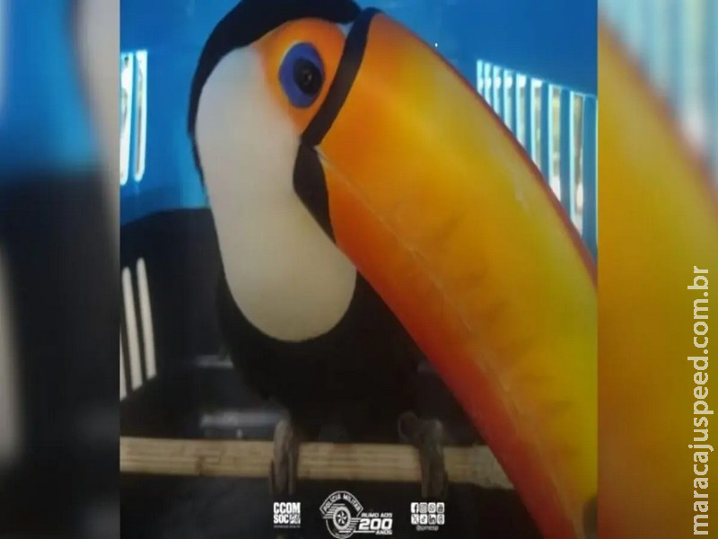 Tucano é retirado de imóvel em Campinas após ordem judicial