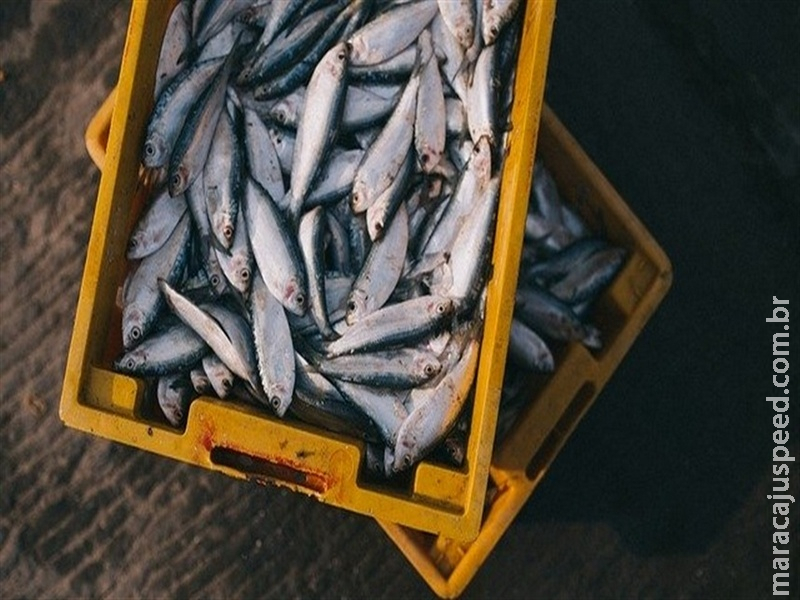  Vendas de peixe podem triplicar na Semana Santa
