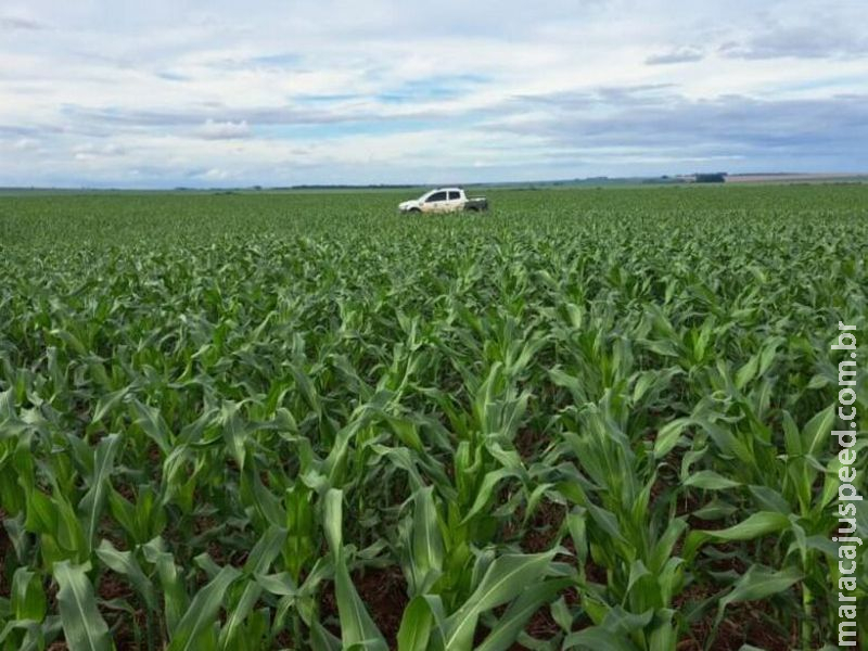 2ª safra de milho deve alcançar 11,1 milhões de toneladas em Mato Grosso do Sul