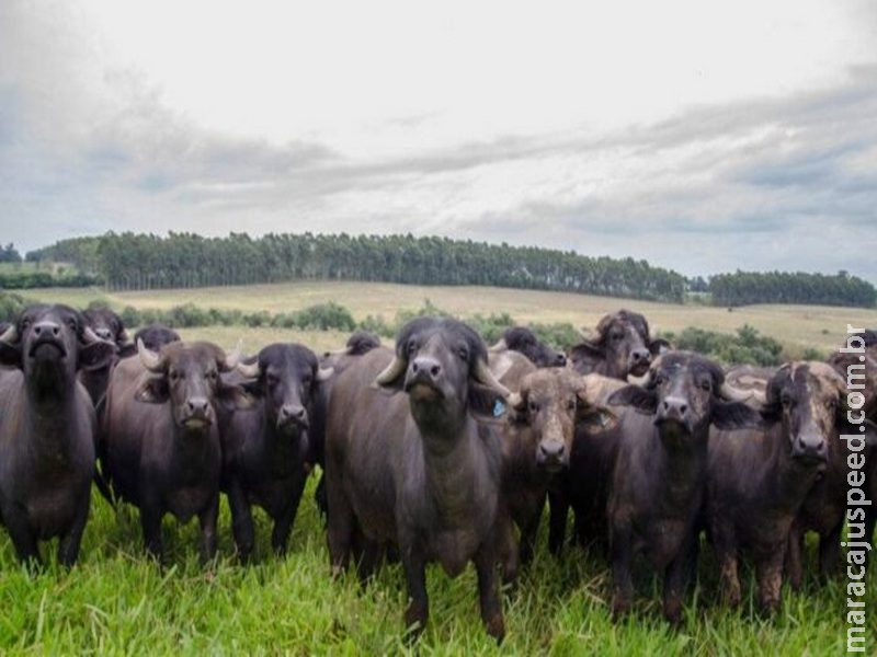 Abate de búfalos em RO vira alvo do MPF e expõe impasse ambiental
