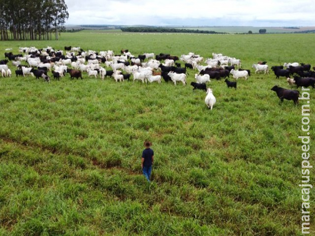 Agronegócio de MS lidera crescimento nacional em 2025 com alta de 18,6% no PIB
