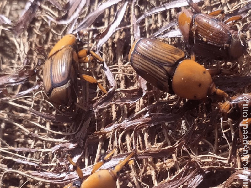 Alerta fitossanitário aponta risco do bicudo-vermelho e reforça medidas de prevenção no Brasil