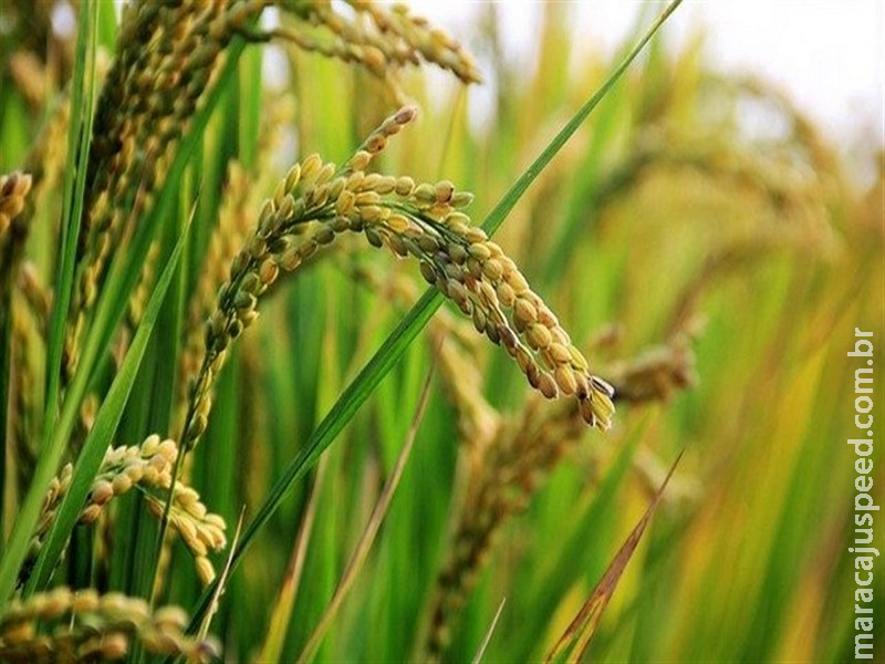  Arroz: Base técnica reforça ações contra irregularidades