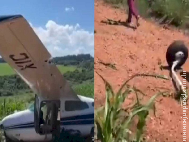 Avião faz pouso forçado em plantação de milho em MS 
