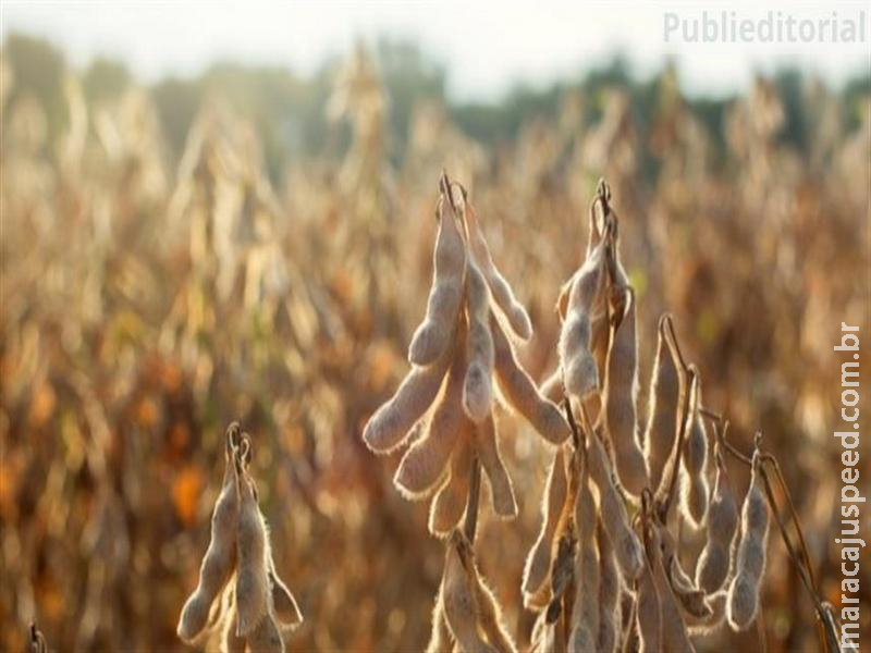 Bioestimulantes à base de alga marinha transformam a produtividade da soja no Brasil