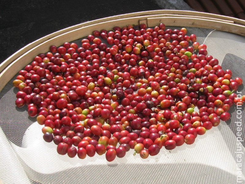 Café: Aumento de posições compradas consolida ganhos moderados no fechamento desta 6ª feira (13)