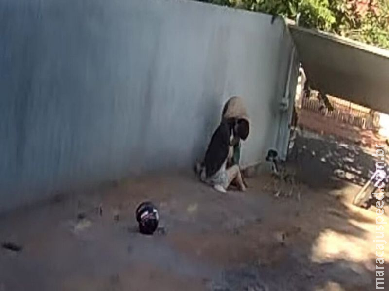 Cão morre ao defender tutora de ataque de Pitbull: 