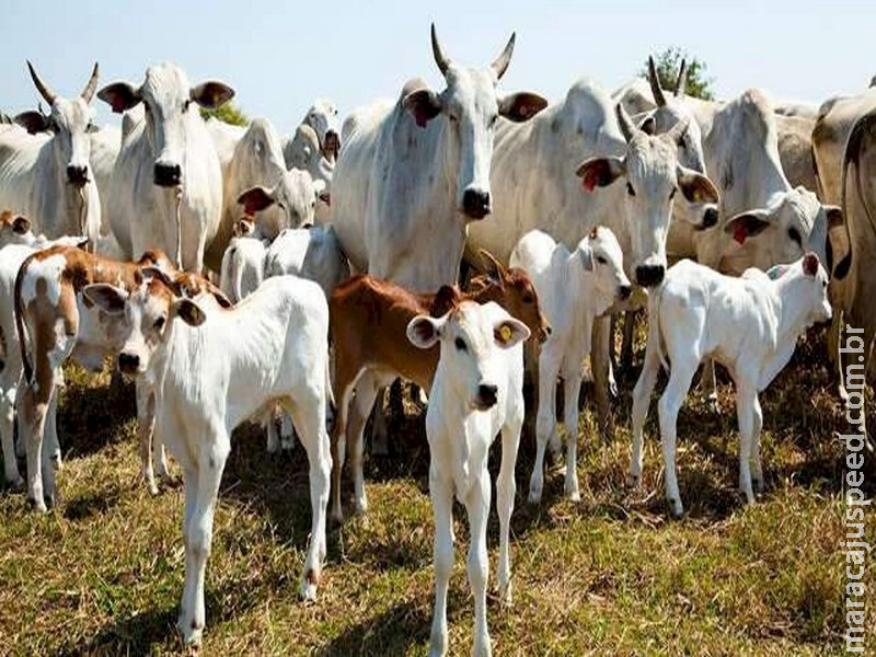 Com alta no abate, MS se mantém entre líderes da pecuária brasileira 