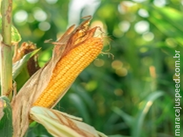 Com apoio do petróleo e exportações, futuros do milho se valorizam mais de 2% em Chicago na quinta-feira