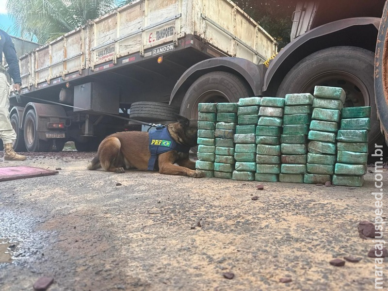 Com cães farejadores PRF apreende 215 Kg de cocaína em Terenos (MS)