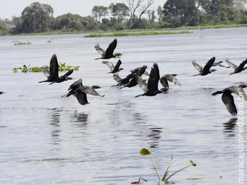 COP15: Pantanal é ponto de parada e alimentação para 190 espécies de aves migratórias do Continente