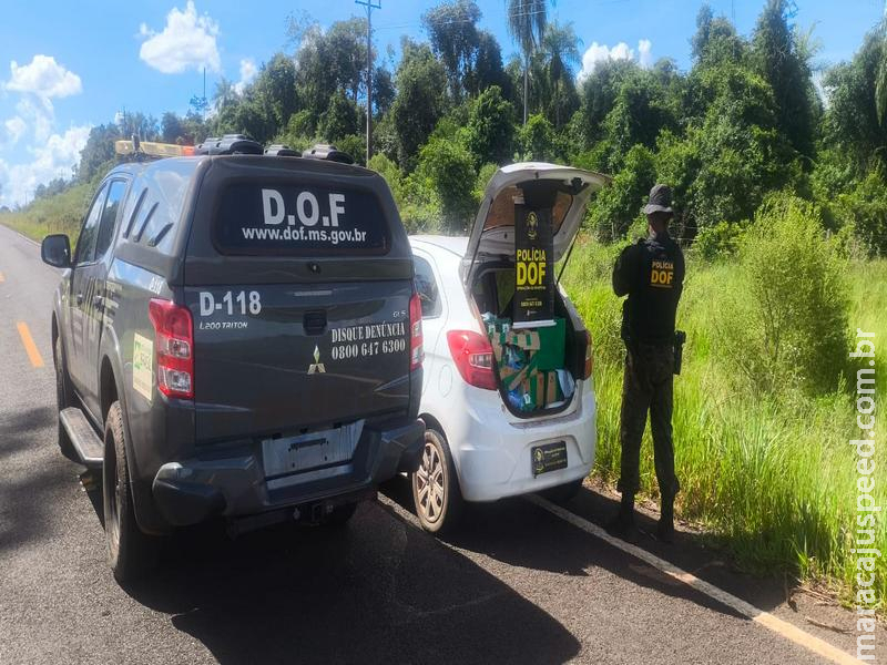 DOF apreende mais de 120 quilos de drogas que seriam levadas para Naviraí