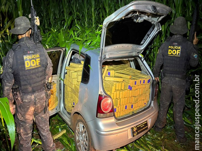 DOF apreende quase uma tonelada de maconha após perseguição em milharal de Maracaju