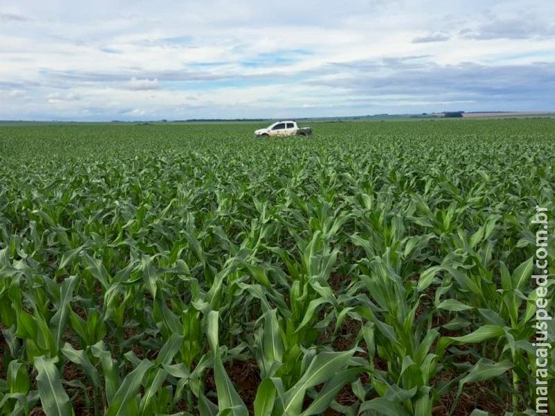 Estimativa aponta produção de cerca de 11 milhões de toneladas de milho na segunda safra em MS 