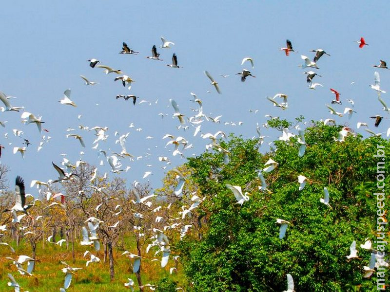 Evento internacional: Governo de MS mobiliza secretarias e vai contribuir com uma série de ações na COP15