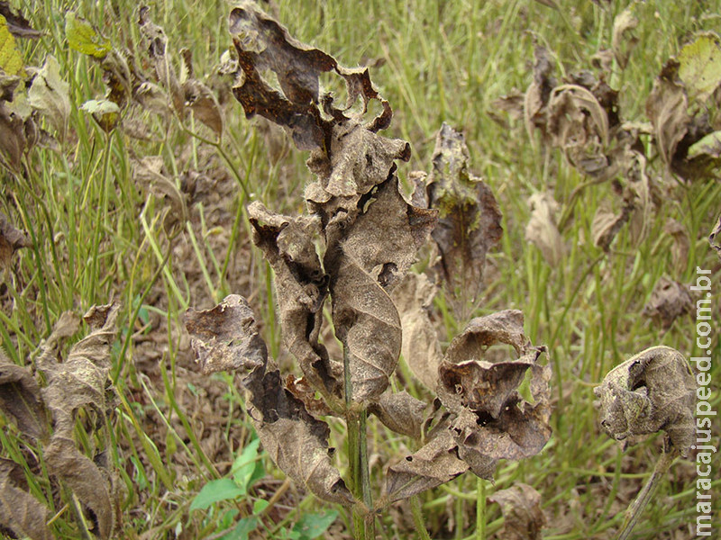 Ferramenta digital orienta produtores no controle da ferrugem asiática da soja